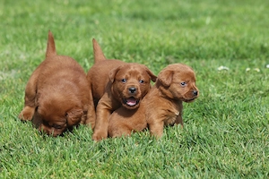 Labrador Welpen in der seltenen Farbe dark foxred aus USA Spitzenlinien  Bild 6