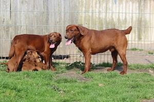 Labrador Welpen in der seltenen Farbe dark foxred aus USA Spitzenlinien  Bild 5