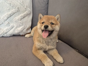  2 Shiba Inu Welpen,reinrassig  Bild 3