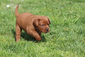 Labrador Welpen in der seltenen Farbe dark foxred aus USA Spitzenlinien  Bild 8