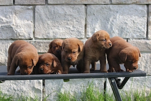 Labrador Welpen in der seltenen Farbe dark foxred aus USA Spitzenlinien  Bild 10