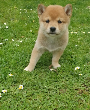  2 Shiba Inu Welpen,reinrassig  Bild 2
