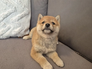  2 Shiba Inu Welpen,reinrassig  Bild 4