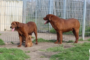 Labrador Welpen in der seltenen Farbe dark foxred aus USA Spitzenlinien  Bild 7