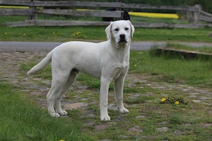 schneeweißer Labrador Jungrüde mit Ahnentafel 