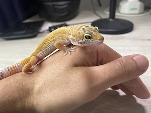 Handzahmer Leopardgecko abzugeben (eindeutig männlich)