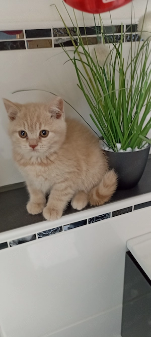 5 BKH Kitten Rheinrassig NEUE BILDER 