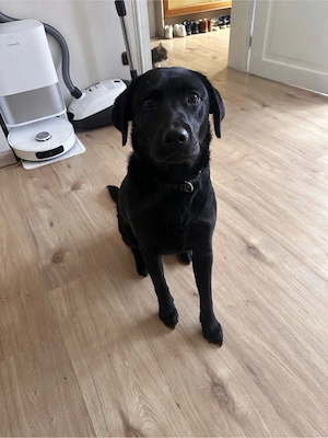 schwarze Labrador Hündin 