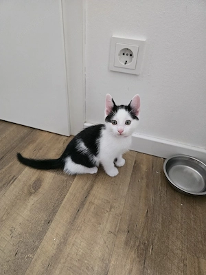 Kitten abzugeben