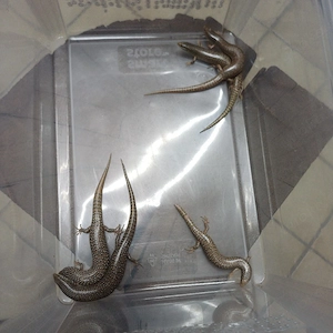 Walzenskink  Chalcides ocellatus ocellatus  Bild 10