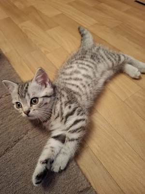 ganz liebevolle, sehr menschenbezogene Whiskas-BKH-Kitten Bild 4