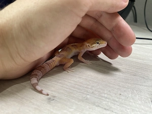 Handzahmer Leopardgecko abzugeben (eindeutig männlich)