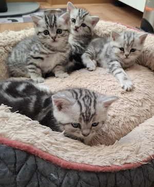 ganz liebevolle, sehr menschenbezogene Whiskas-BKH-Kitten Bild 2