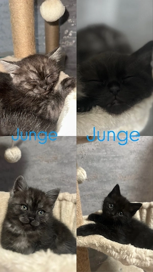 Heilige Birma+Britischkurzhaar Kitten abzugeben 