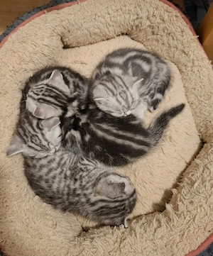 ganz liebevolle, sehr menschenbezogene Whiskas-BKH-Kitten Bild 7