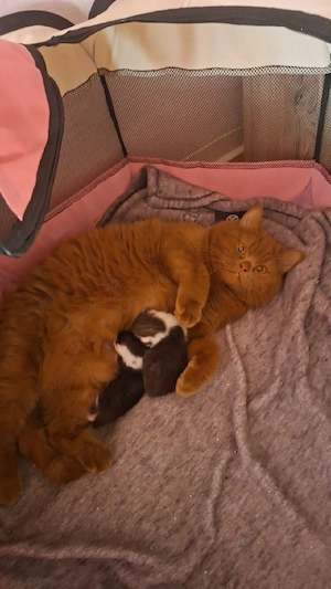2 kleine Katerchen sind geboren. Ab dem 4.7.26 abzugeben.  