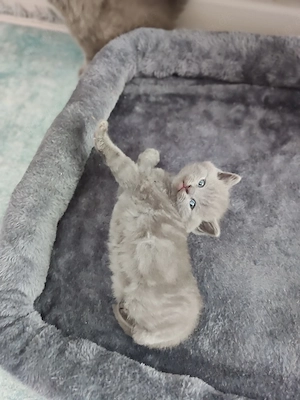 Katzenbabys 
