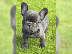 Wunderschöne französische Bulldoggen Bild 3