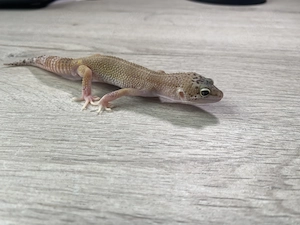 Handzahme Leopardgeckos abzugeben (eindeutig männlich)