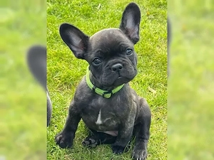 Wunderschöne französische Bulldoggen