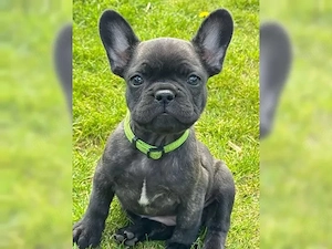 Wunderschöne französische Bulldoggen Bild 2
