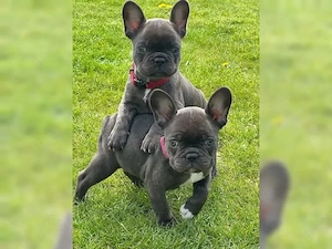 Wunderschöne französische Bulldoggen Bild 4