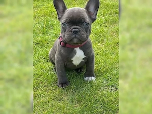 Wunderschöne französische Bulldoggen Bild 5