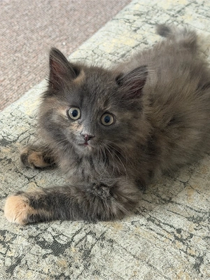 BKH Katzen