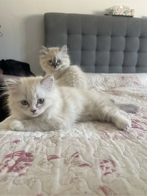 Bereit für ein Neues Zuhause Ragdoll Katzen