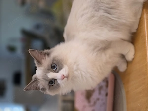 Sehr verschmuste Ragdoll Dame 