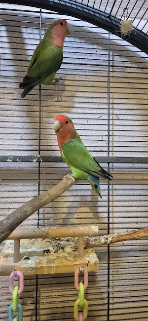 Rosenköpfchen Pärchen 