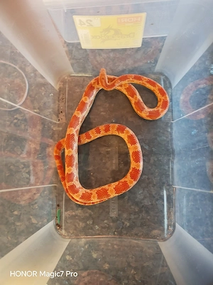 3 Pantherophis guttatus (Kornnattern) 