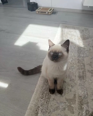 BKH Kater 4 Monate