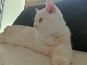 hali hallo