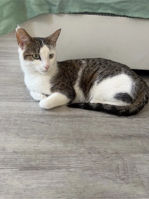 Katzen Mama 