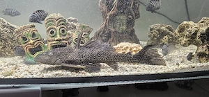 Große Plecos