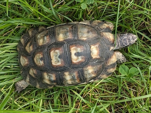 Breitrandschildkröte, weiblich