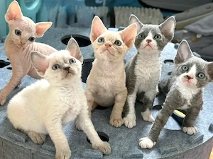 Devon-Rex-Kätzchen, Kater und Kätzinnen