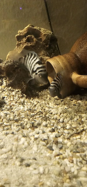 Zebrabuntbarsch-Amatitlania nigrofasciata 
