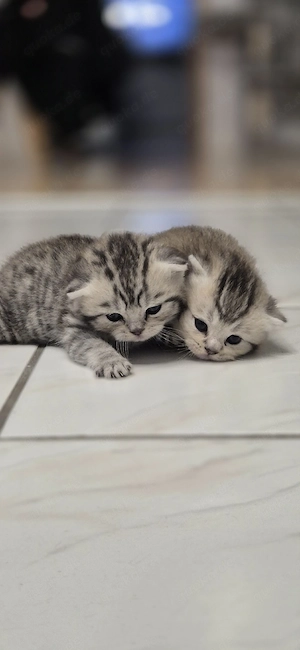 BKH Kitten black golden shaded und black silver tabby spotted