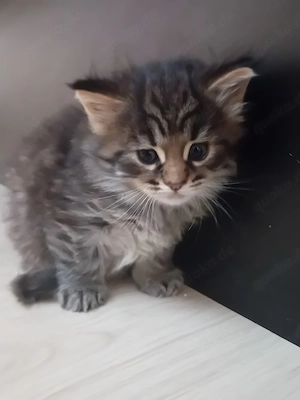 Maine Coon XL Kitten Grosse Jungs