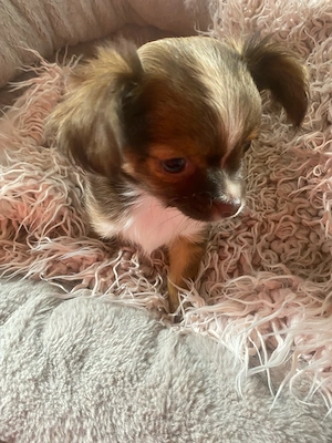 Chihuahua welpen Bild 2