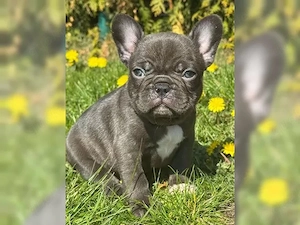 Wunderschöne französische Bulldoggen