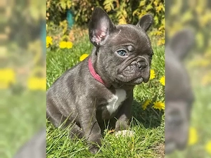Wunderschöne französische Bulldoggen