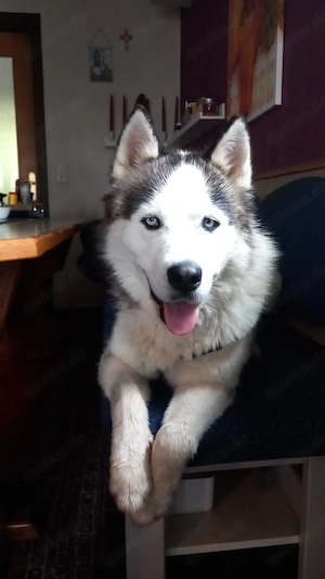 Venum ein junger toller Husky Rüde 