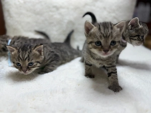  Süße BKH Mix Kitten suchen ein liebevolles Zuhause