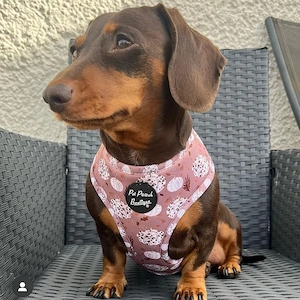 Niedliche Dackel Welpen suchen liebevolle Besitzer.