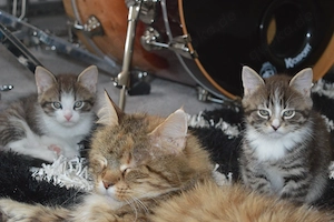 Maine coon  Hauskater Mix Thilda und Mucki suchen!