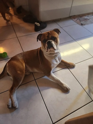 Old englisch Bulldogge 