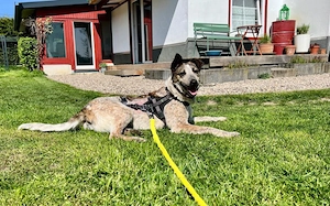 Zuhause für die schöne Velia gesucht Bild 2